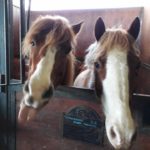 Pony Club Roma Equestrian Center Scuderia